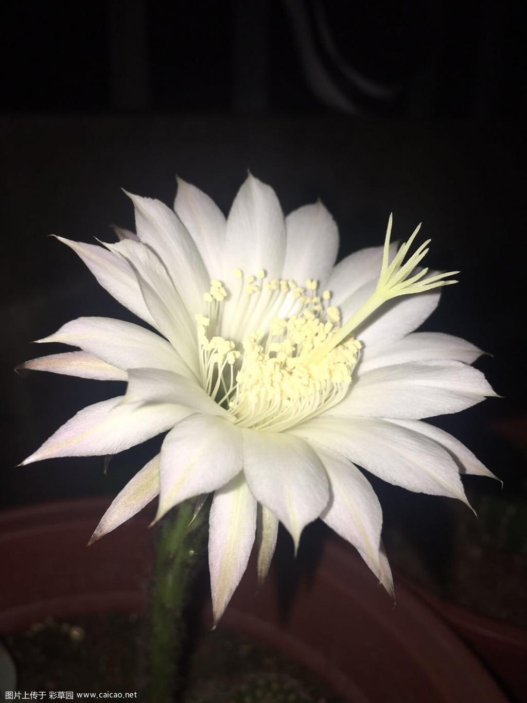 夜的美人