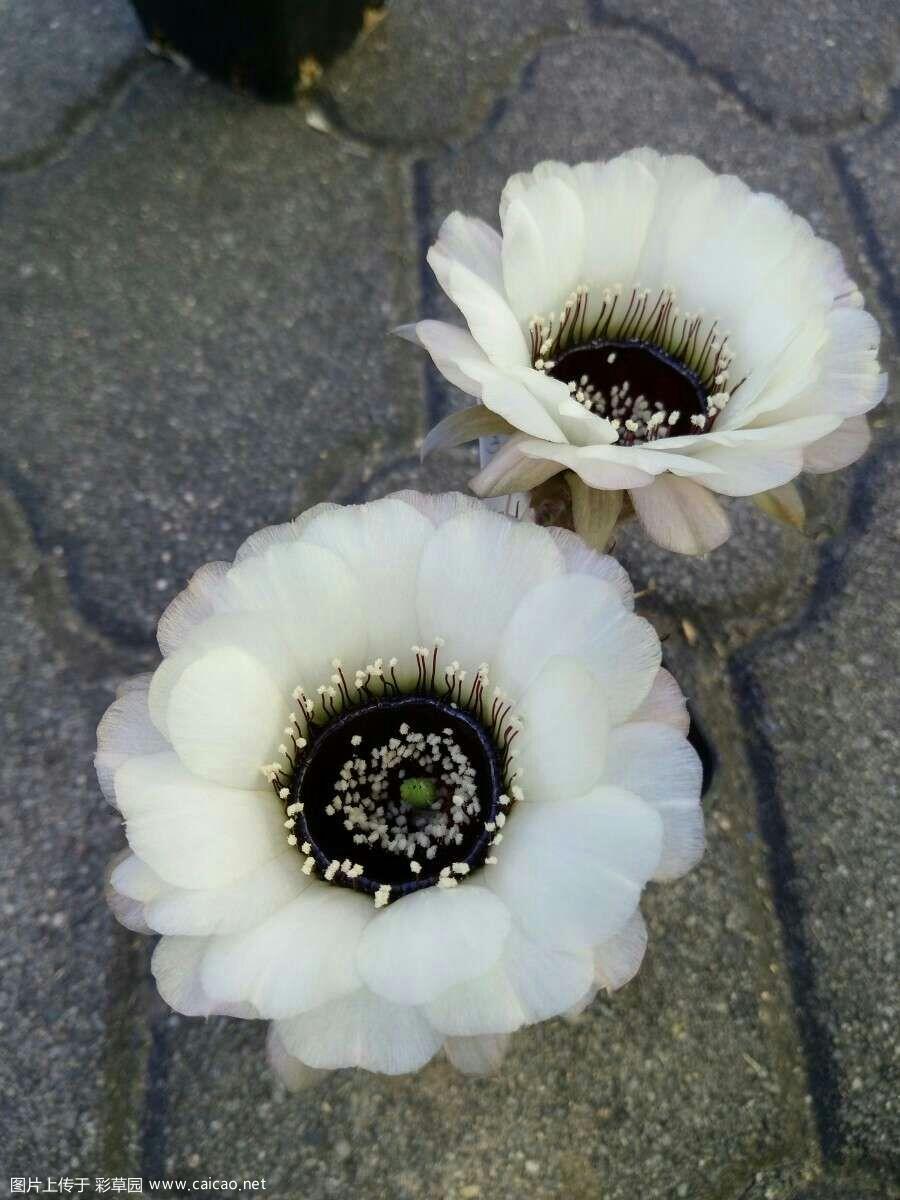 海葵（Anemone）