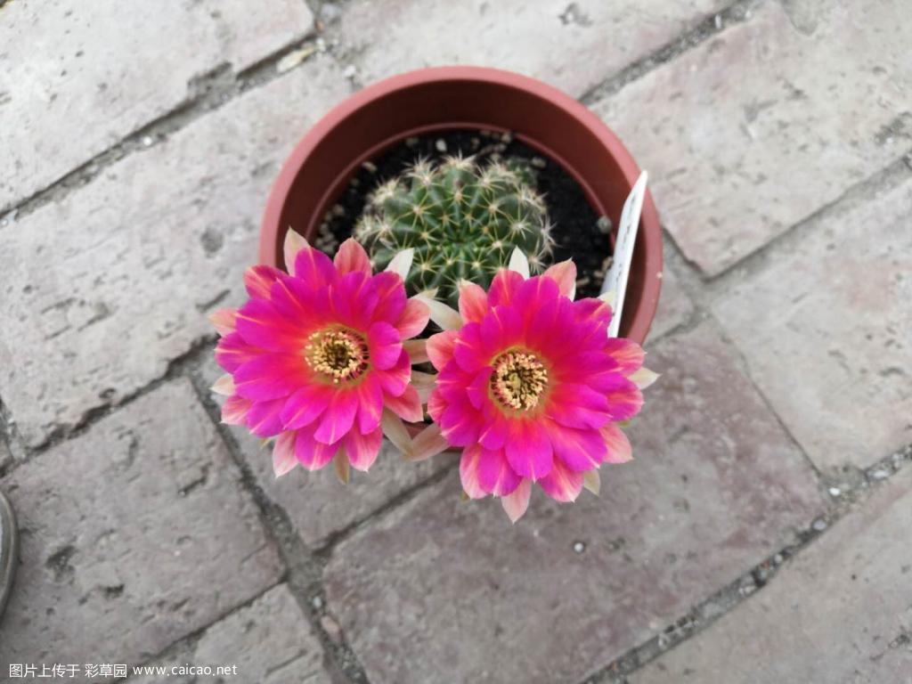丽花13-37能开两天哦