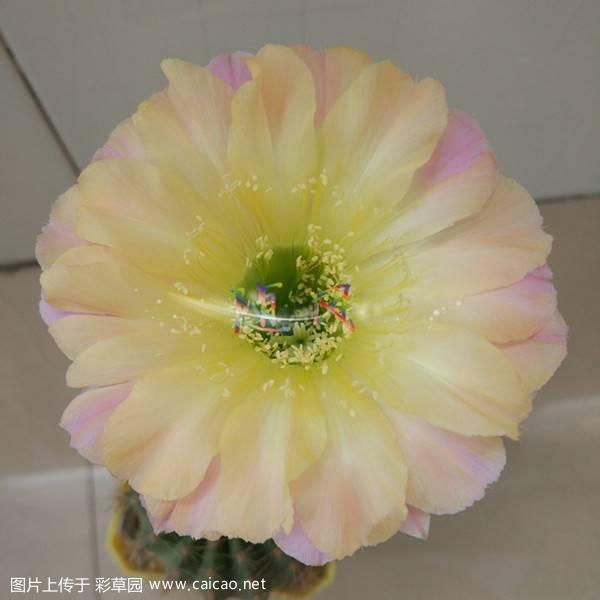 水蜜桃首花
