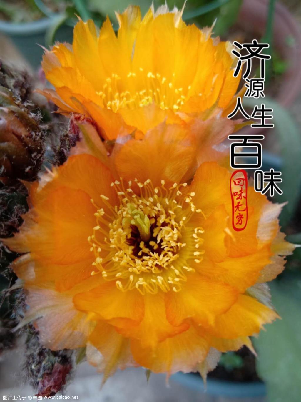 雅典火炬和落日之辉