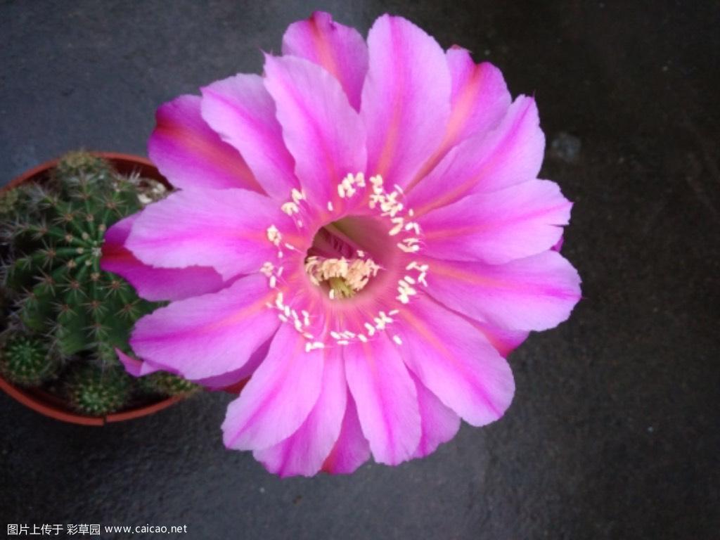 梅雨季节好不容易开了几个