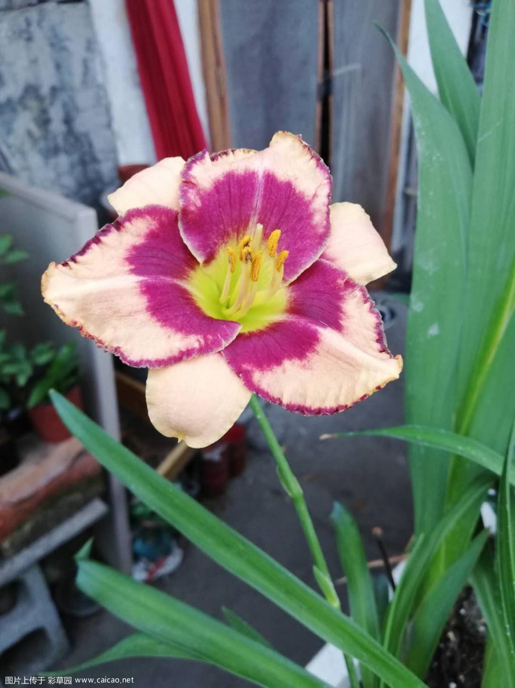 大花萱草