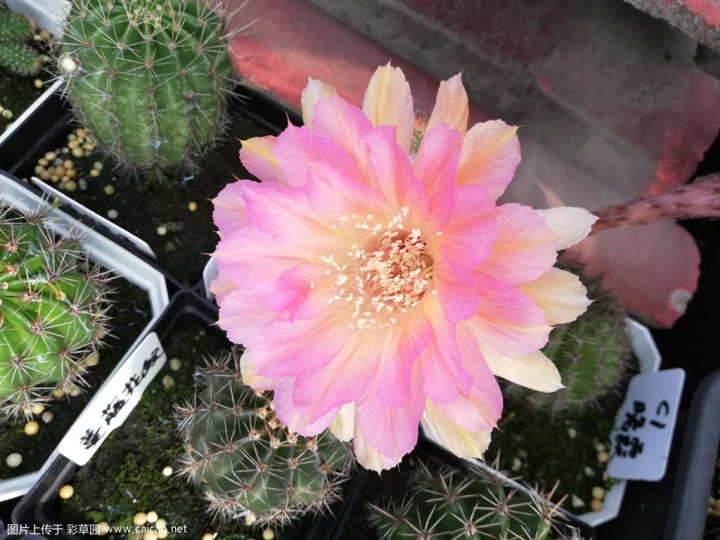 陆陆续续开花中