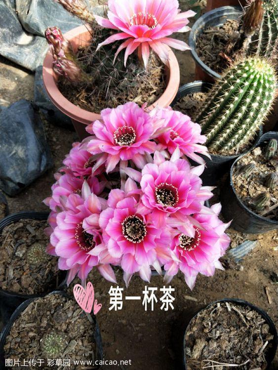2019美花照片欣赏之第一篇