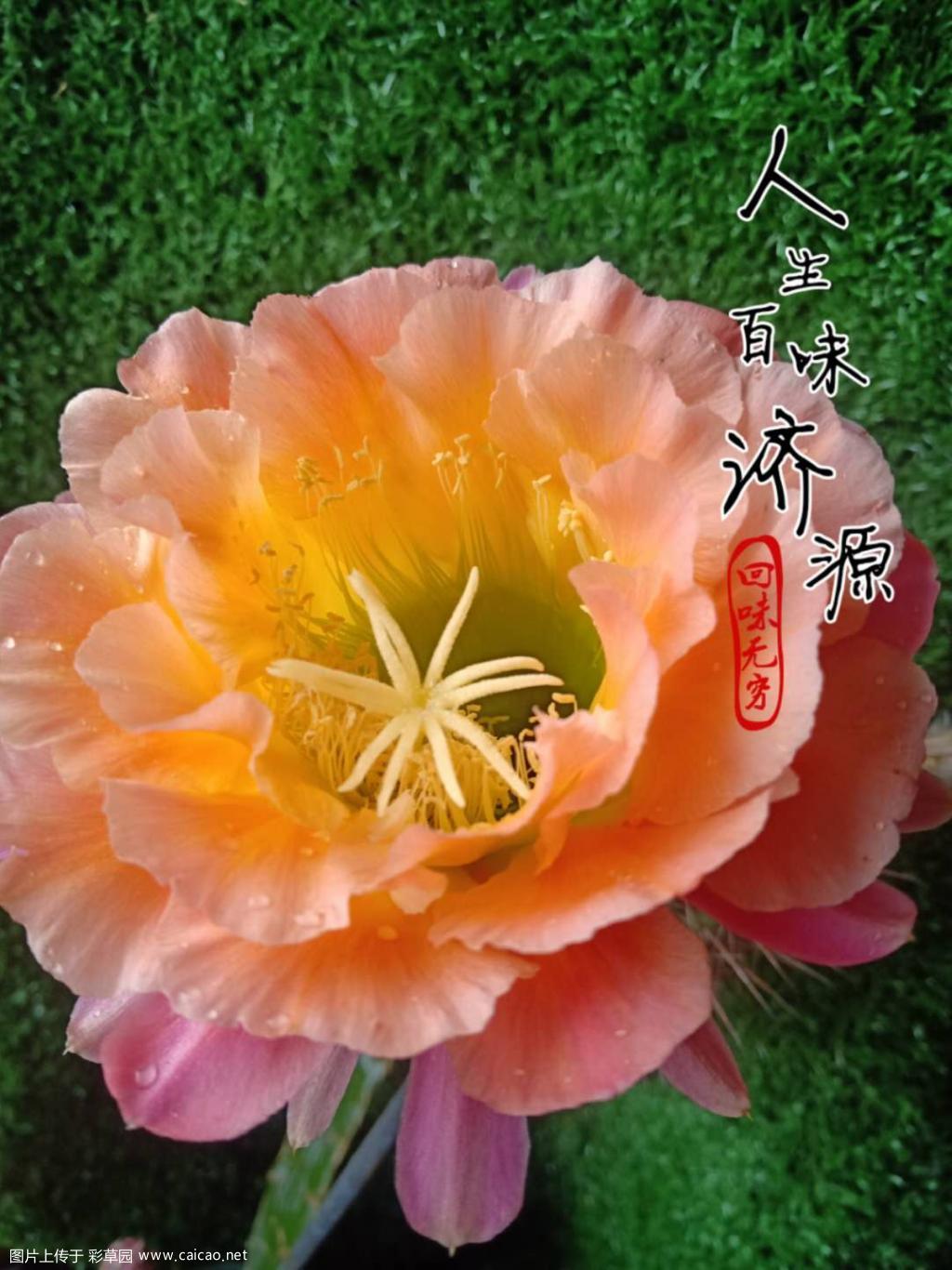 自杂血之泉后代首花