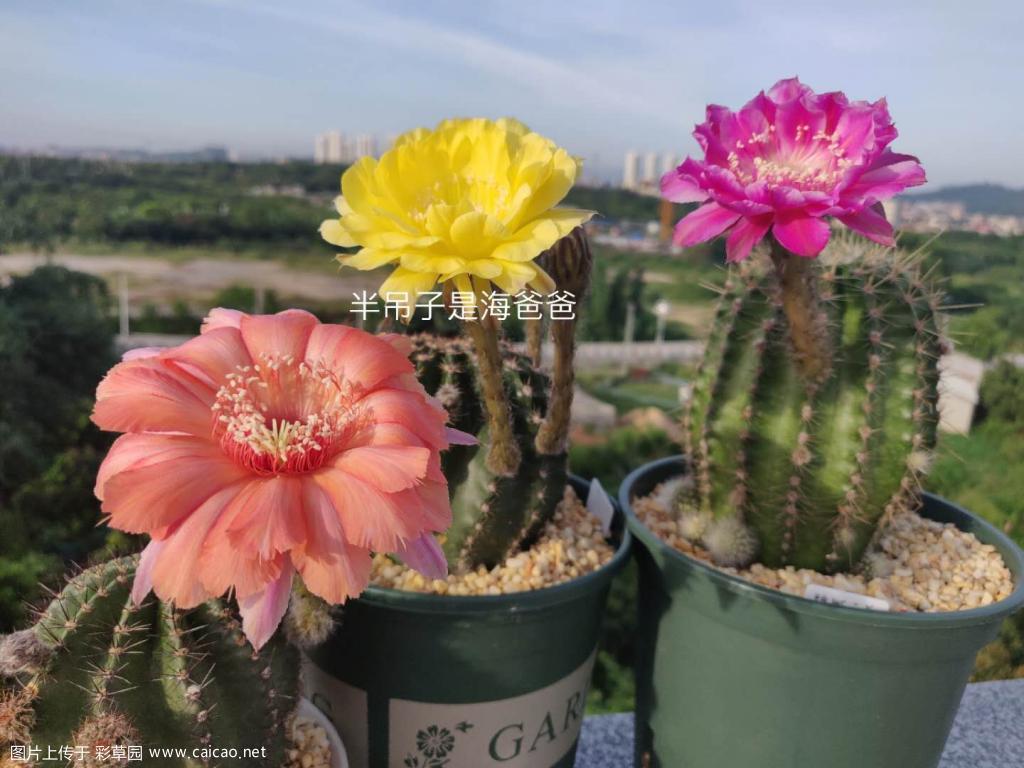 石楠烟火