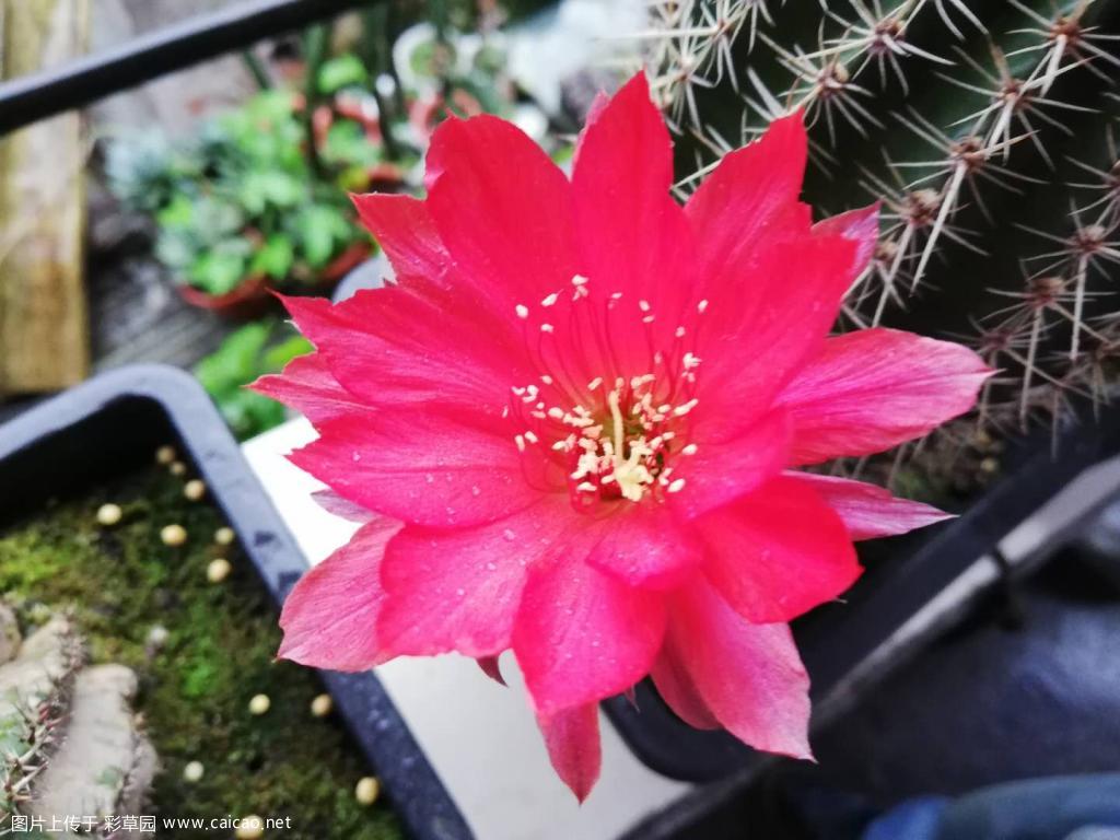 莲花灯