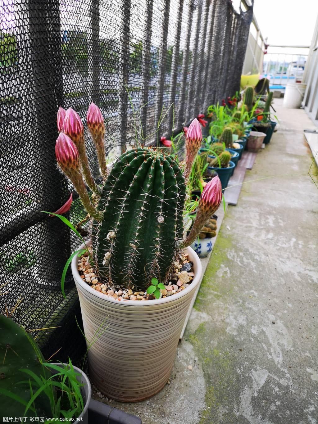 雅乐之舞开花