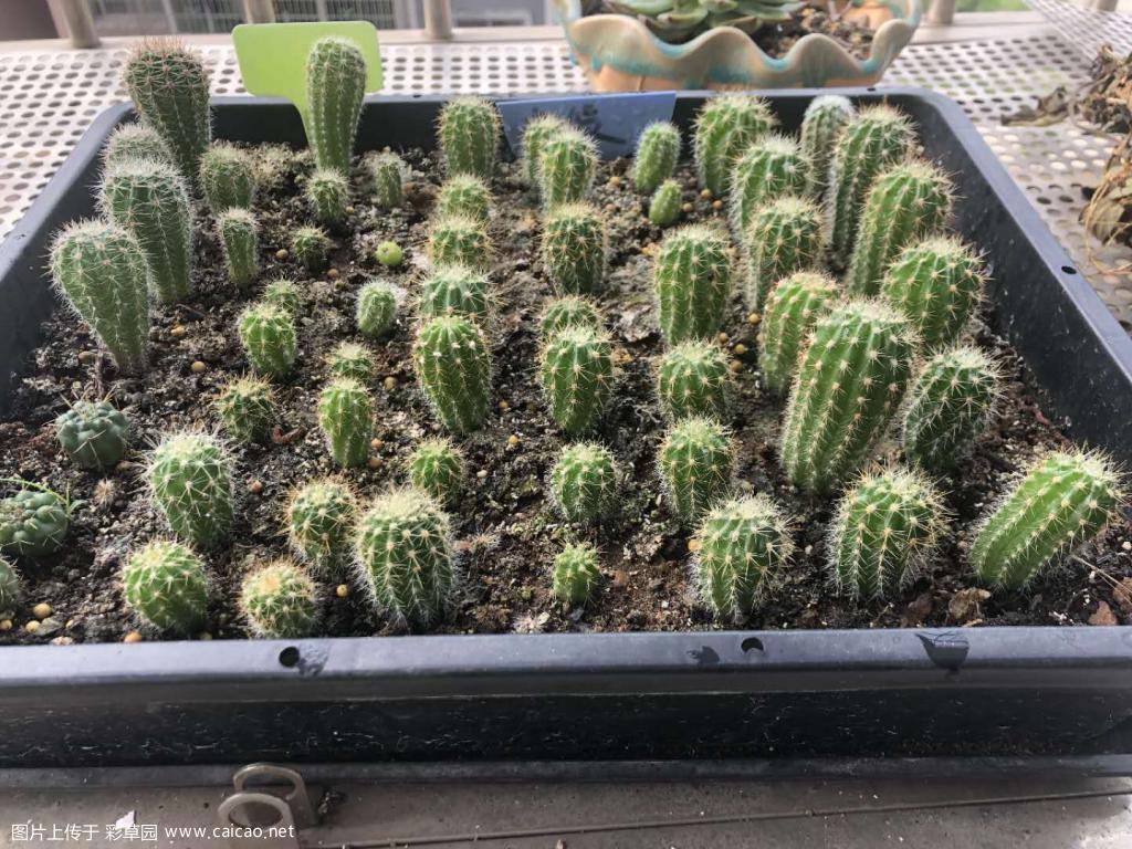 出 籽播毛花