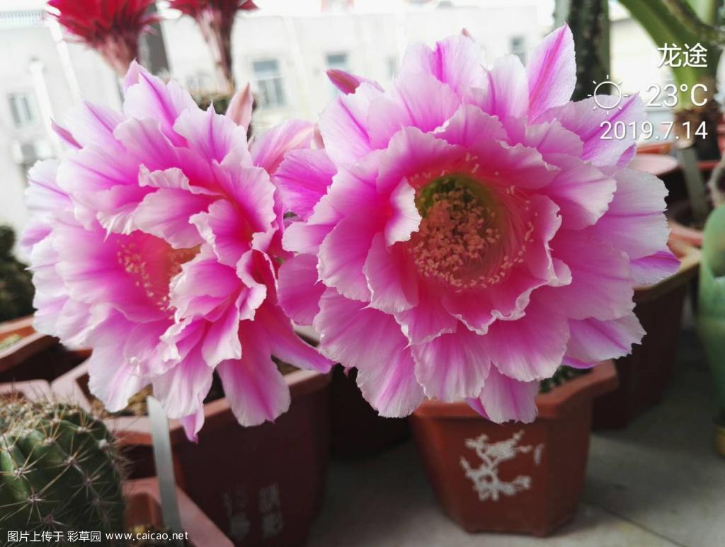 2019年夏：烟花，南方佳丽，浪漫，斯蒂克尼，切分音，伊卡洛斯，阳春丸