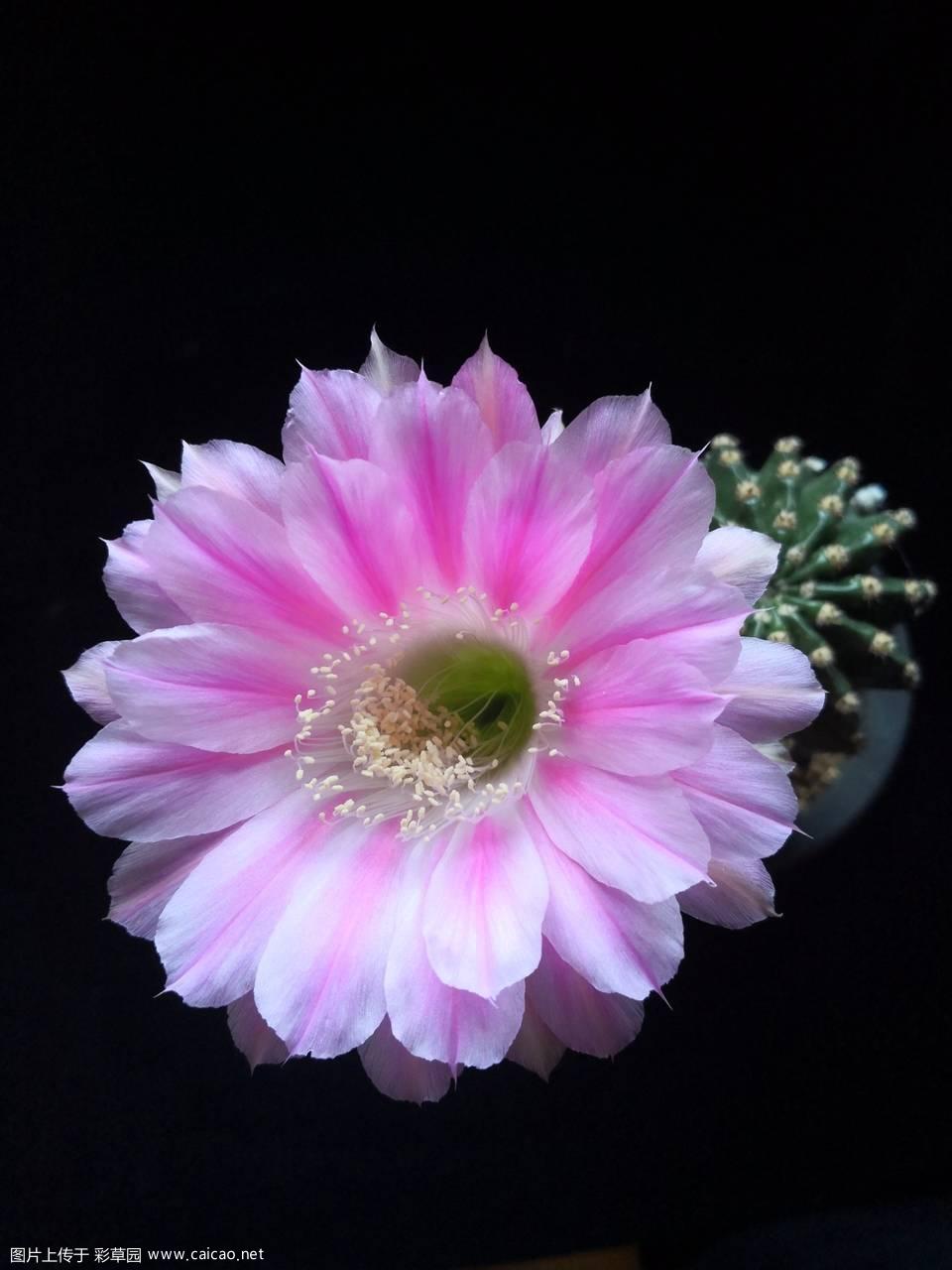 “魅力”首花和次花