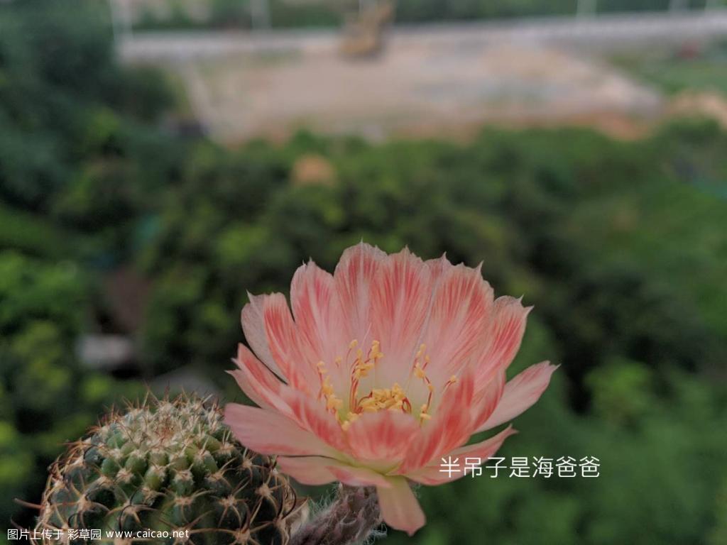 丹葵