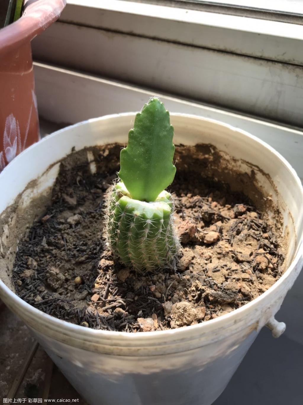 毛花柱嫁接令箭