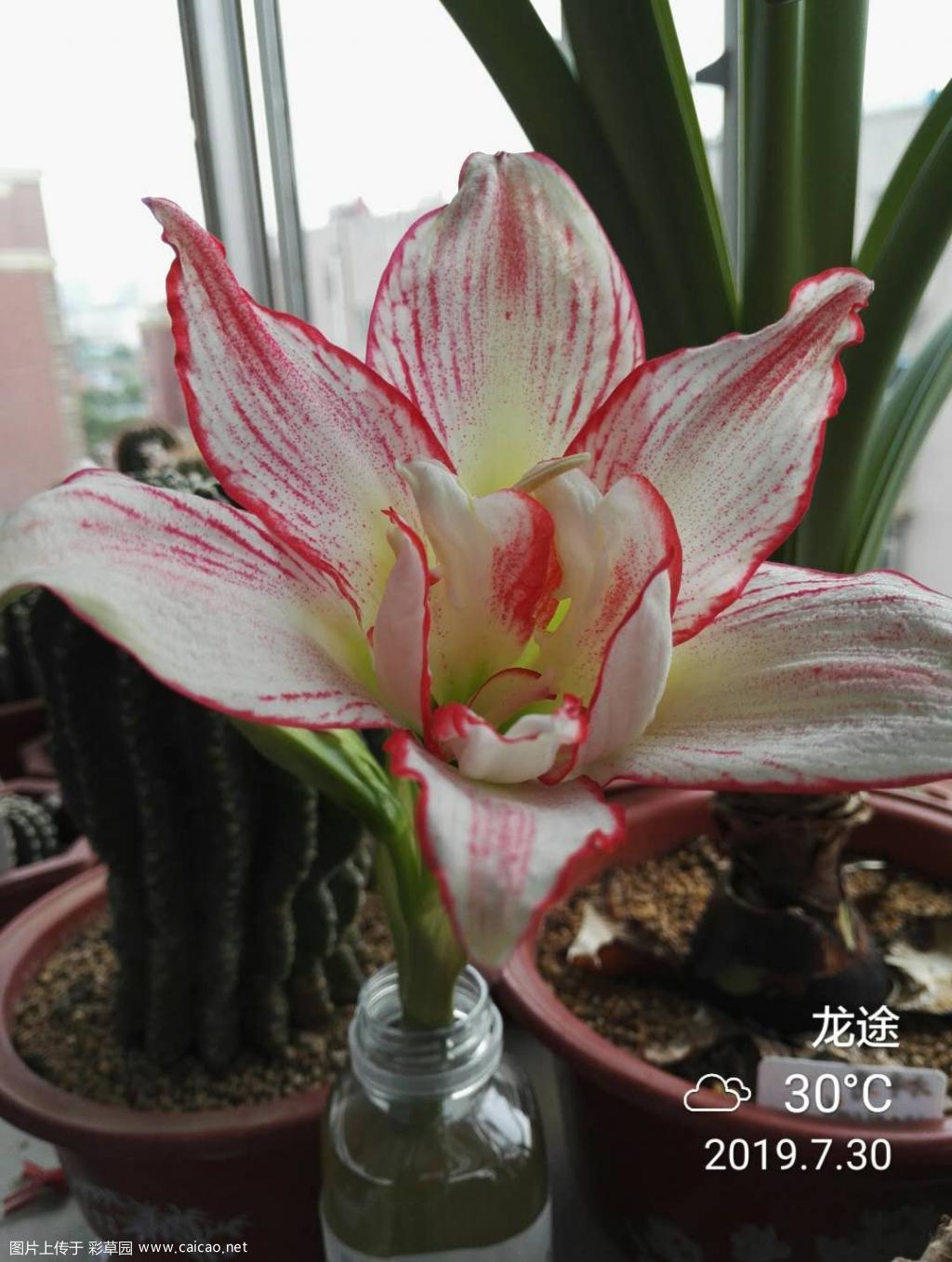 夏日安瑞雅