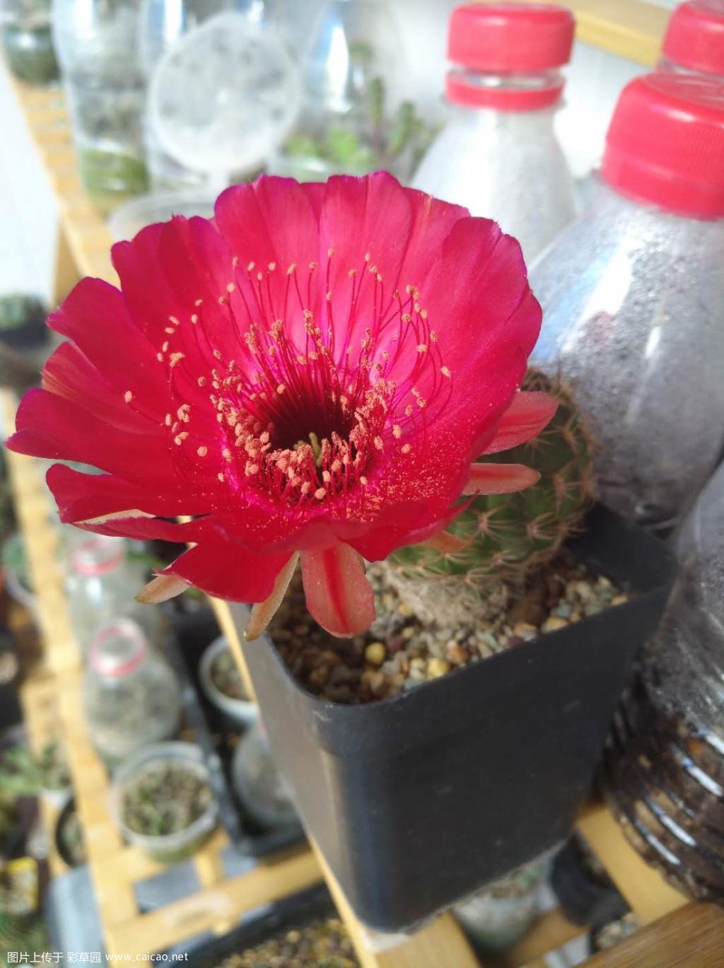 今年开的丽花