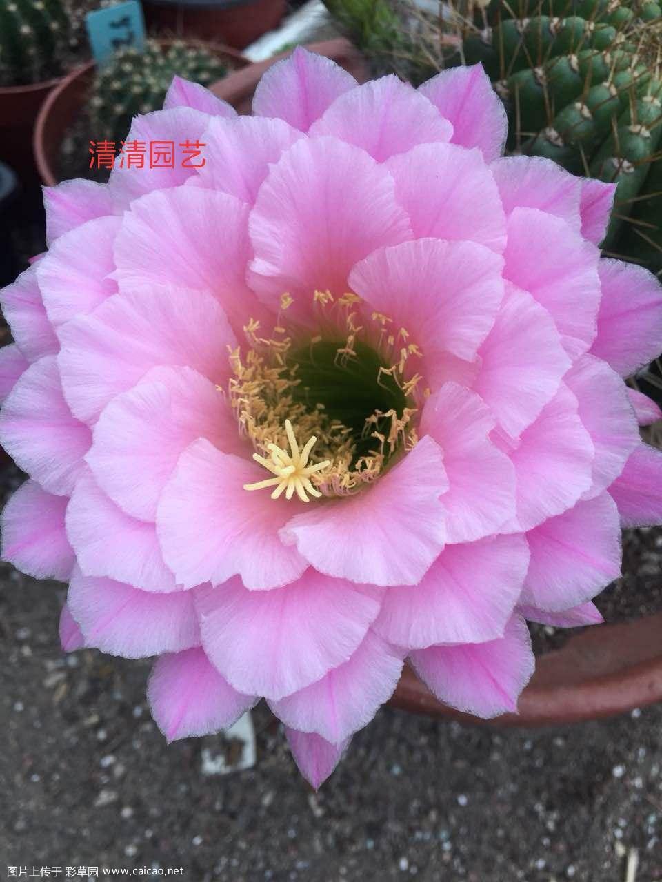 清水芙蓉