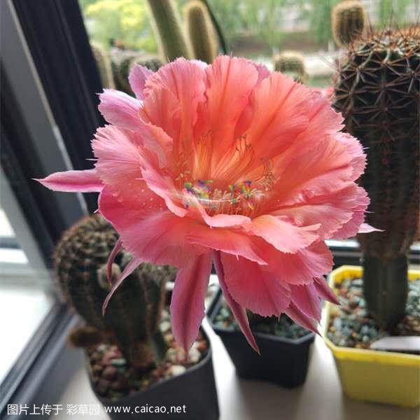 首花