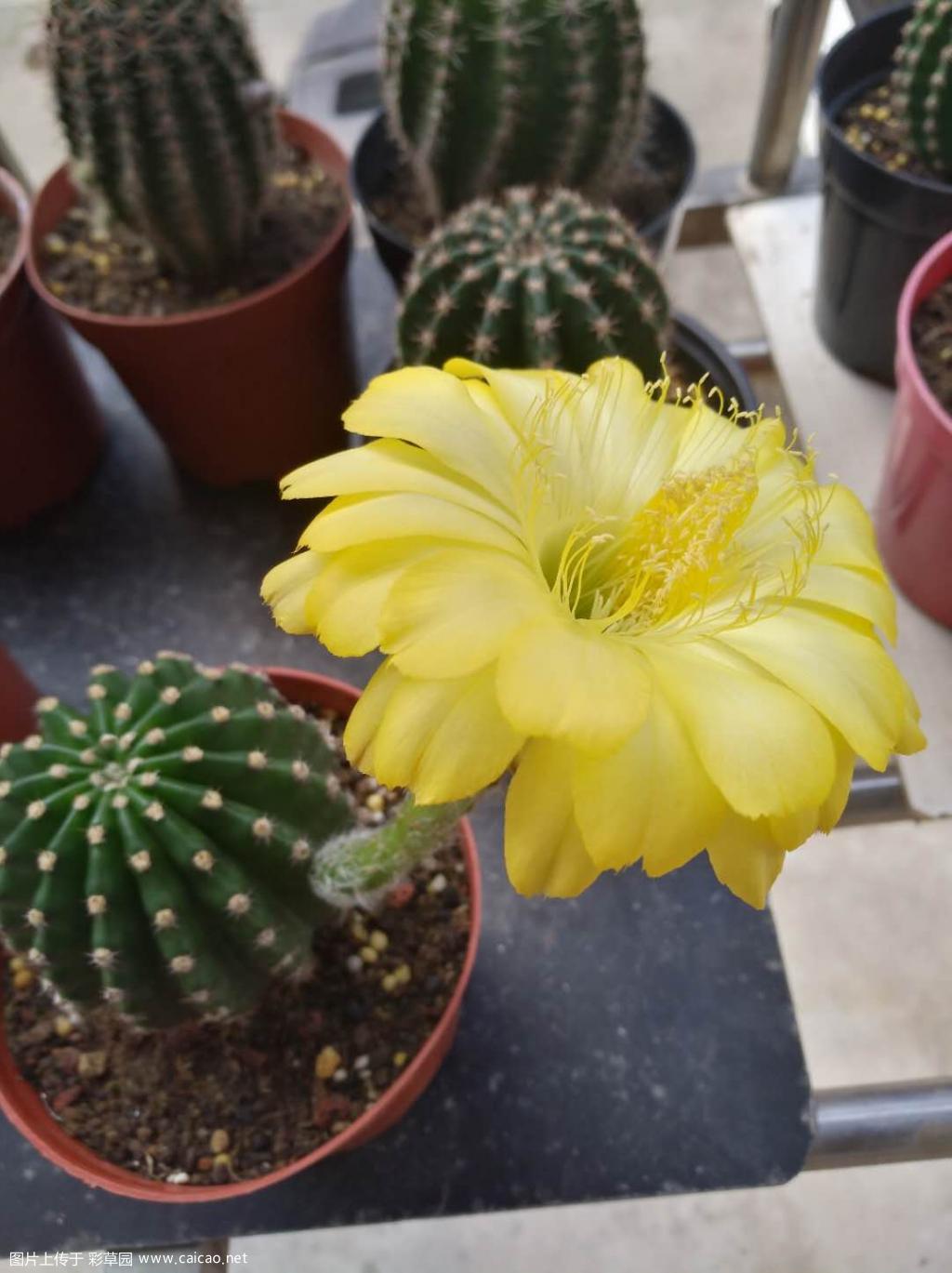 黄边白芯，杂交彩草。