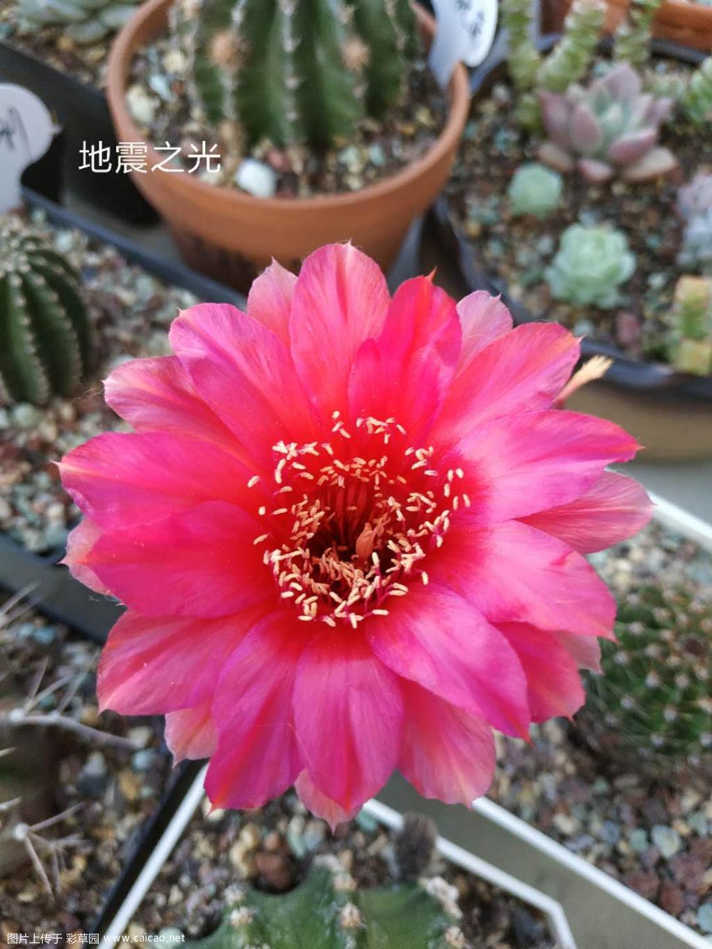 最近开的花