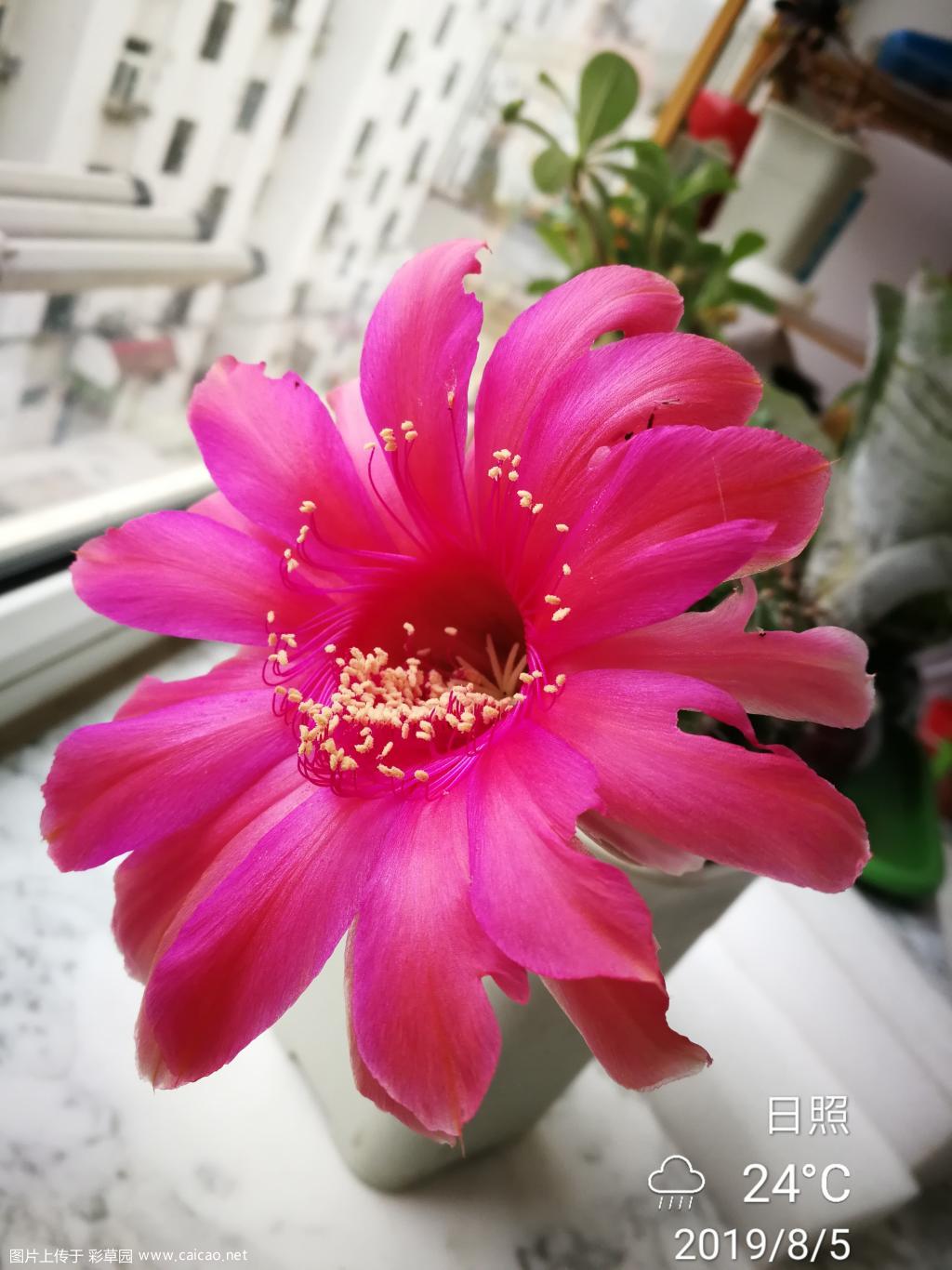 最近开花图