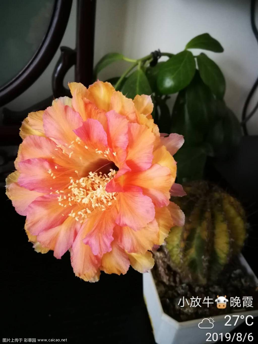 锦上添花----晚霞锦开花