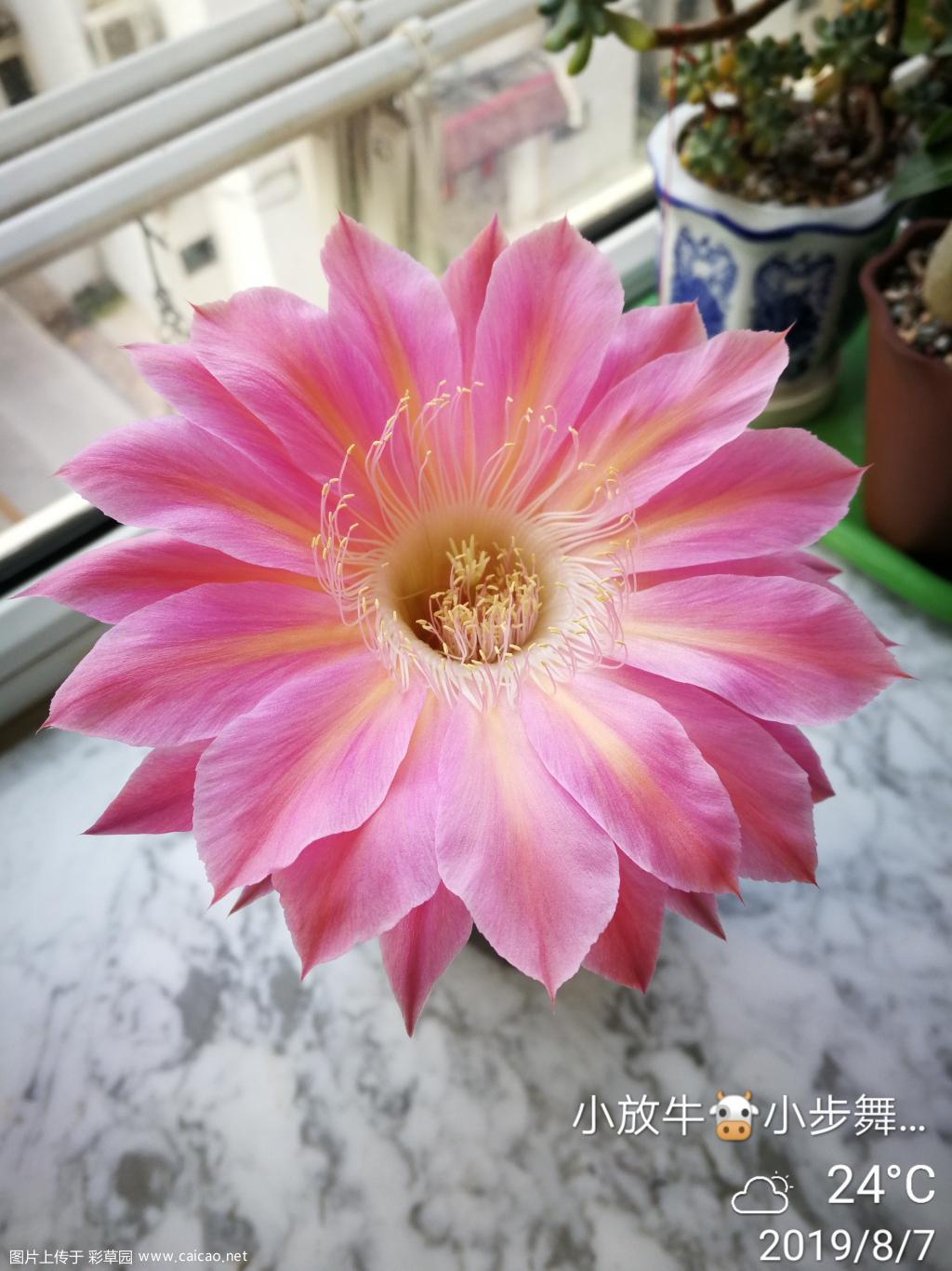 今天的花开