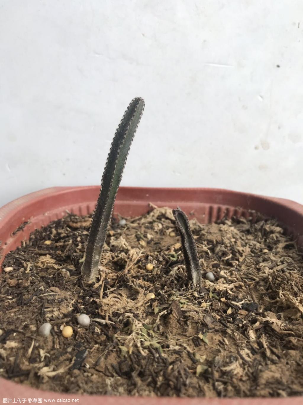 块根柱属Peniocereus greggii var. transmontanus
