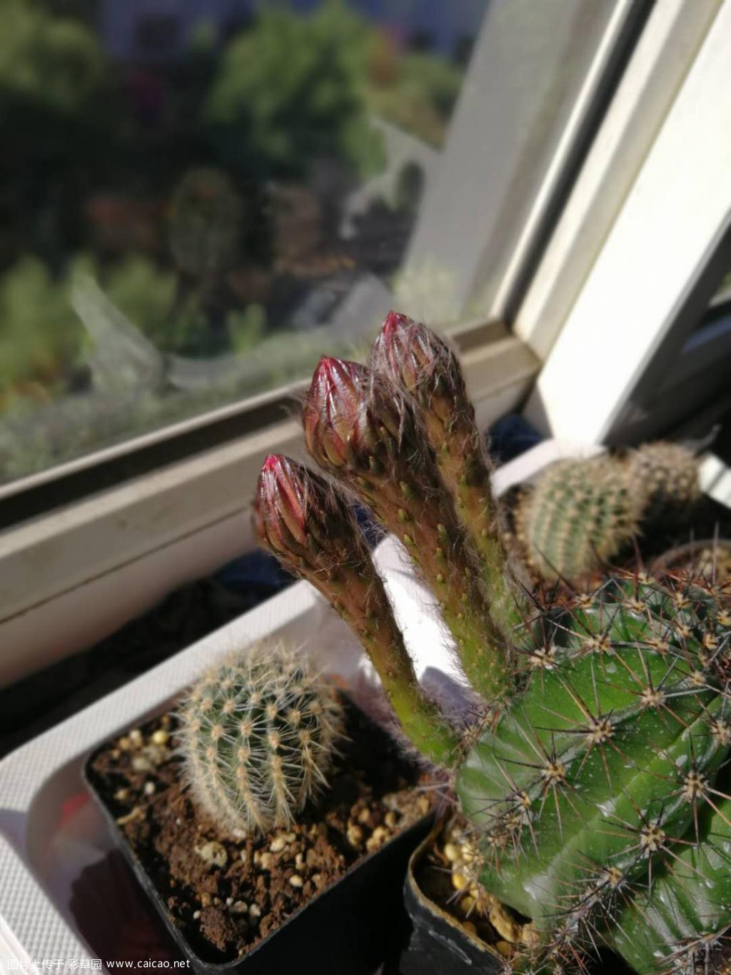 3箭齐发