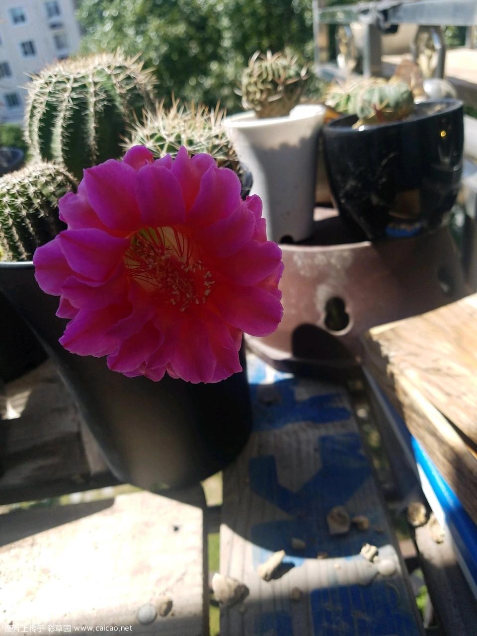 籽播彩草花瓣后翻 正红＋玫红复色