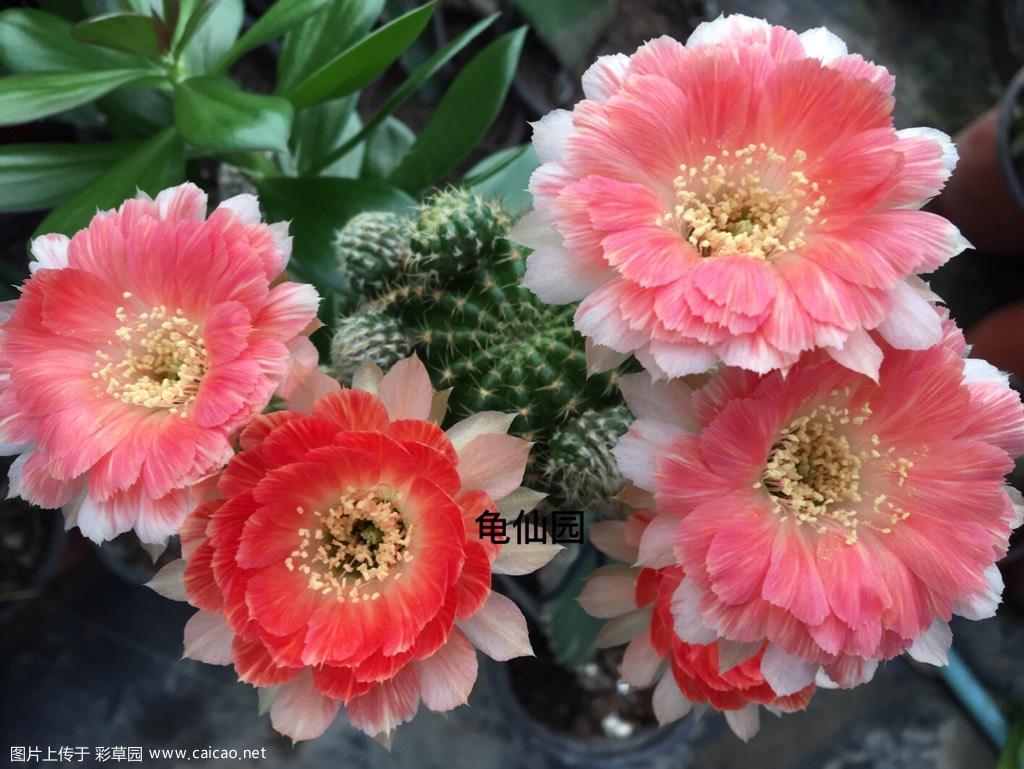 丽花 秋天开花高峰来临