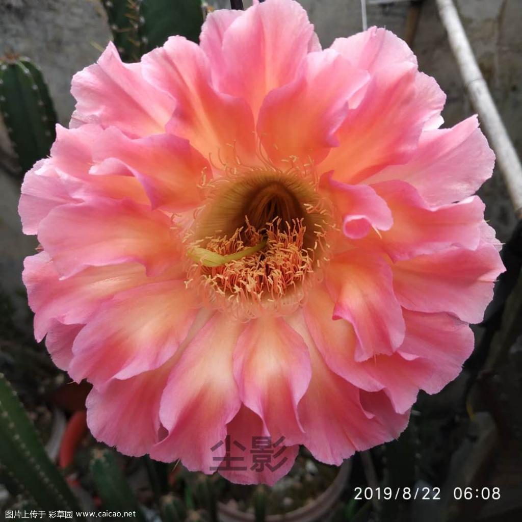 冒泡泡