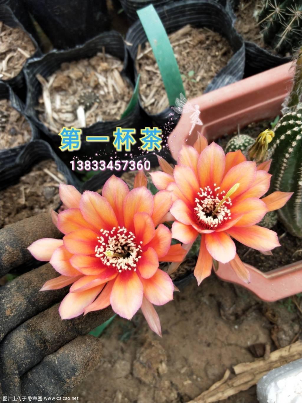 2019美花照片欣赏之第二篇。