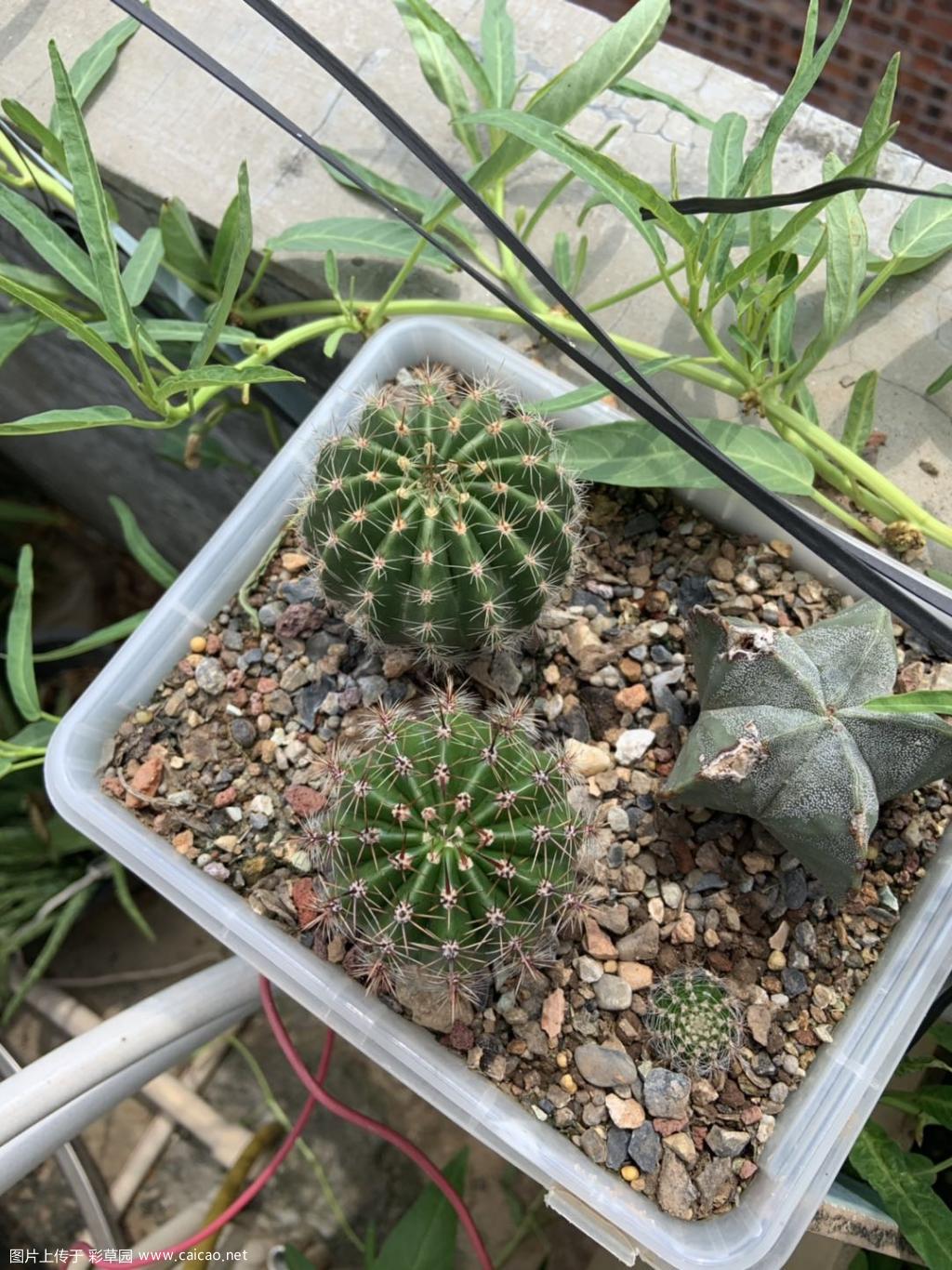 大神分辨一下这两的刺是白草或粉草吗，不喜欢白草和粉草