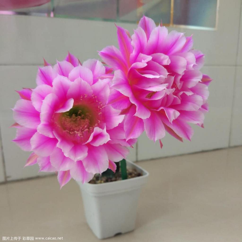 烟花又开一棵
