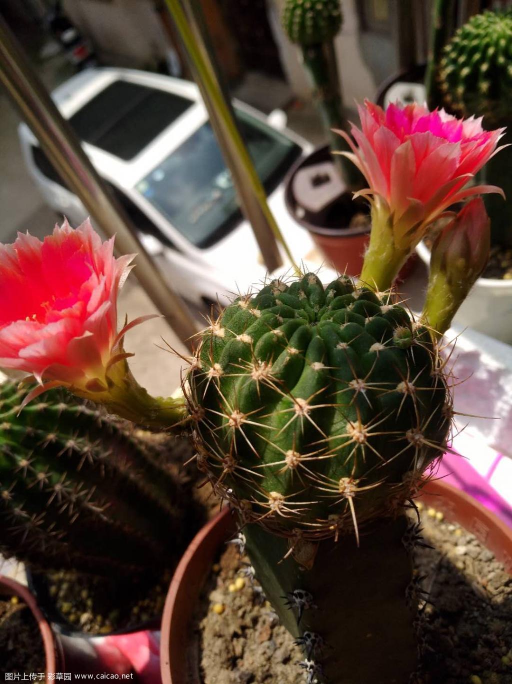 丽花红色爱丽丝
