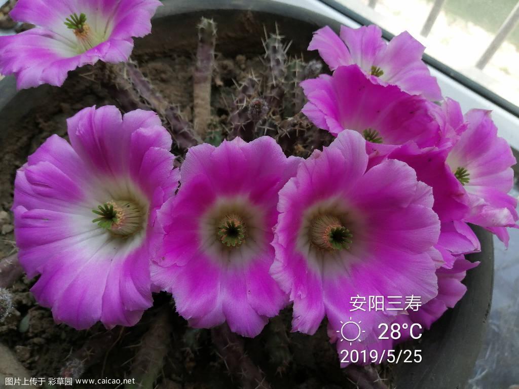 今年盛开的美花角