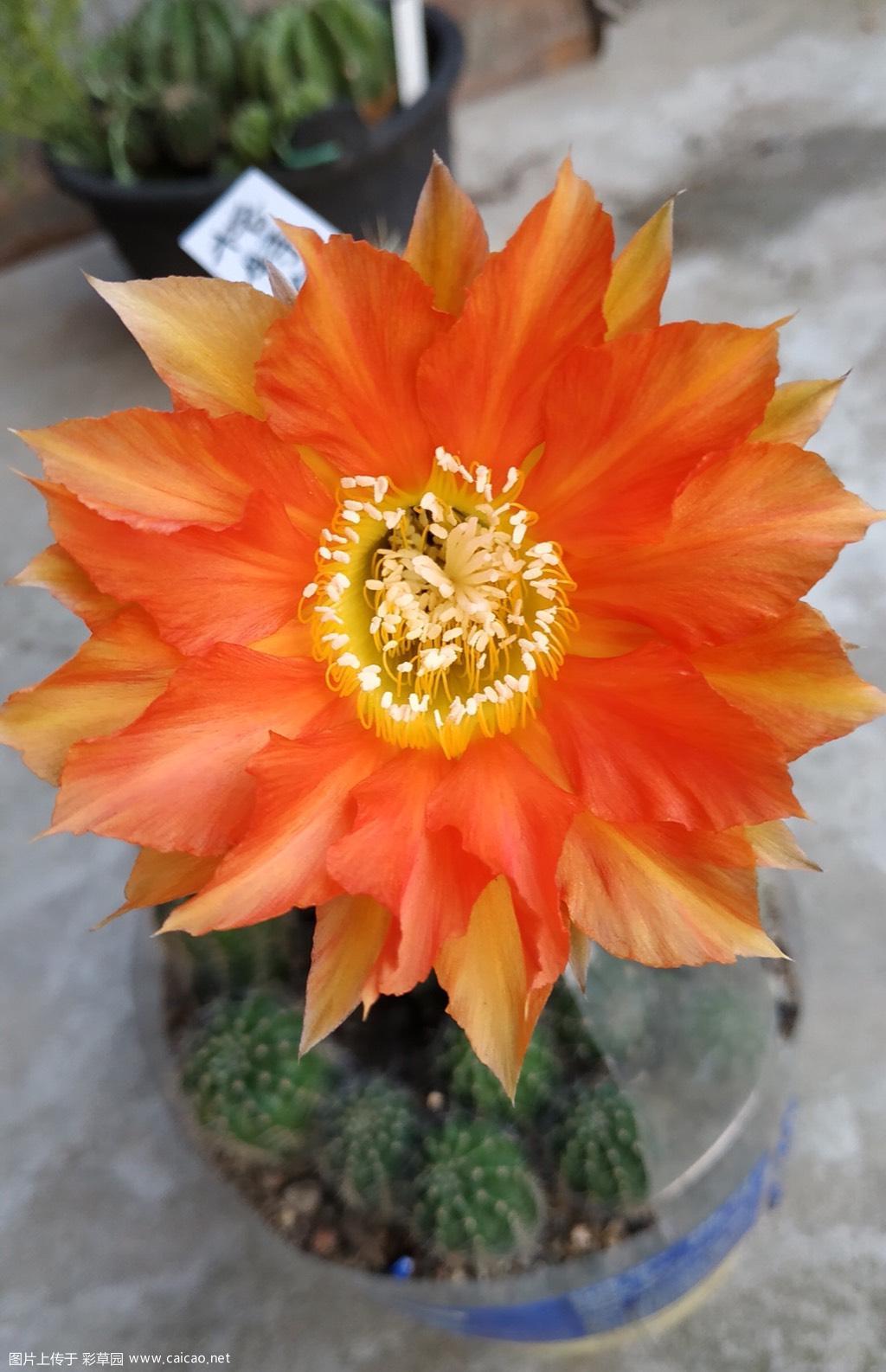 格特鲁德 秋花