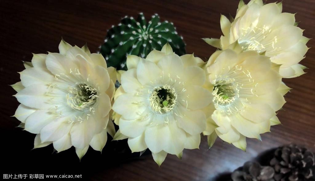 席杂开花