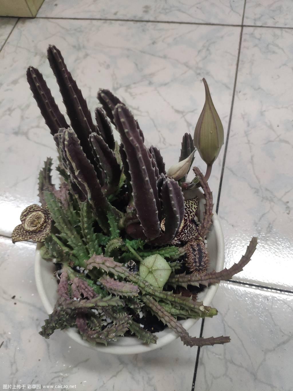 请问我这个仙人掌类的为什么有花苞不开花