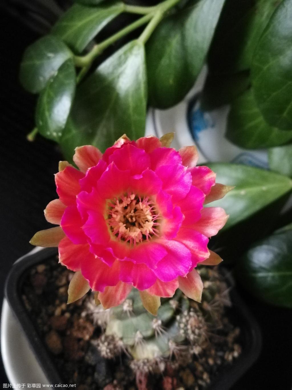 丽花13-37