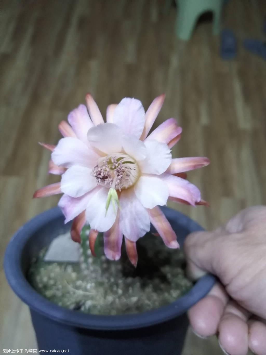 奈何之花
