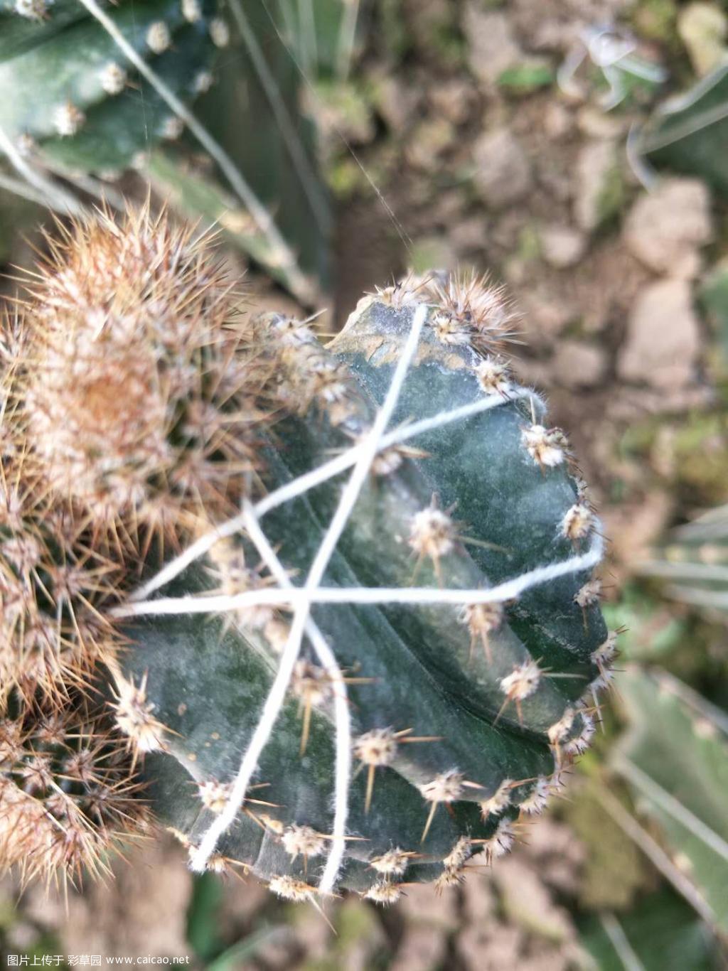 这款怎么样