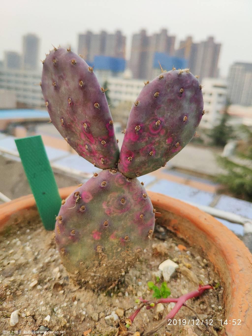 掌变色了