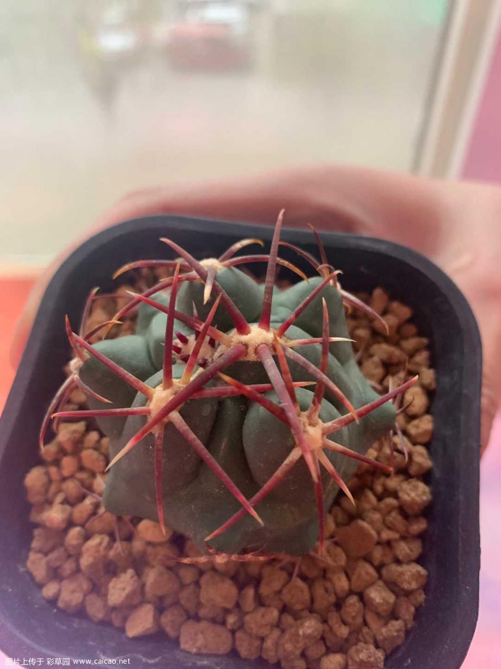 选拔碧岩玉，潜力股大红鹰