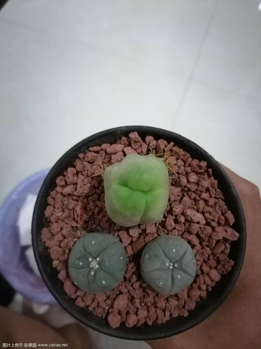 邪恶柱