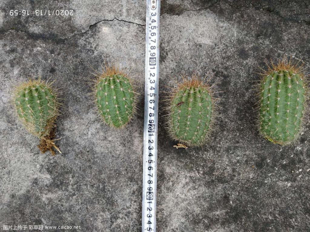 出毛花柱  六月午  侧芽