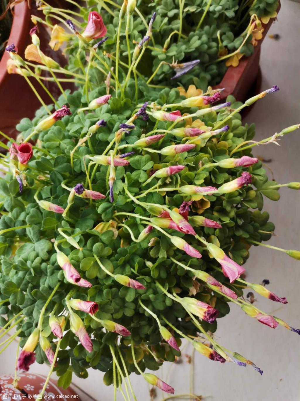 酢浆草开完花就休眠吗？