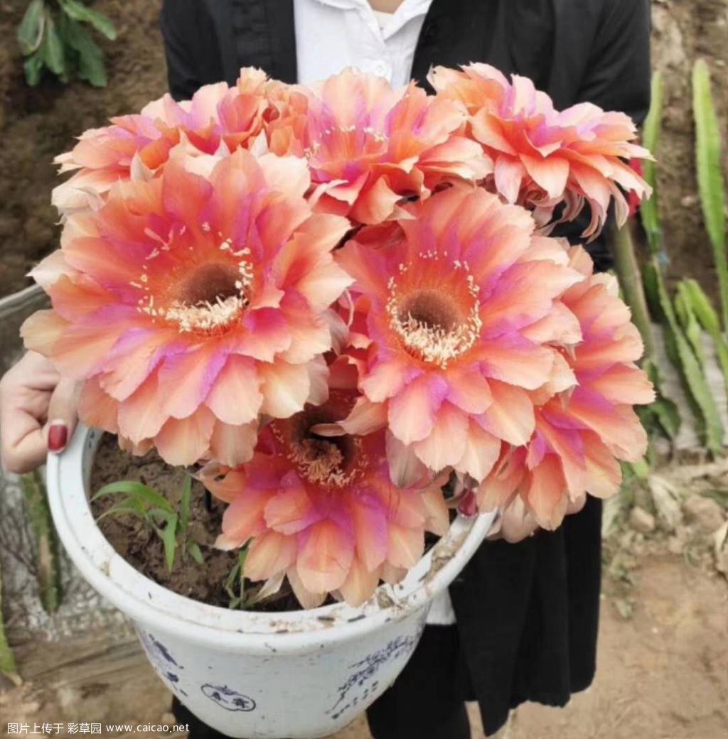 彩虹的嫁衣