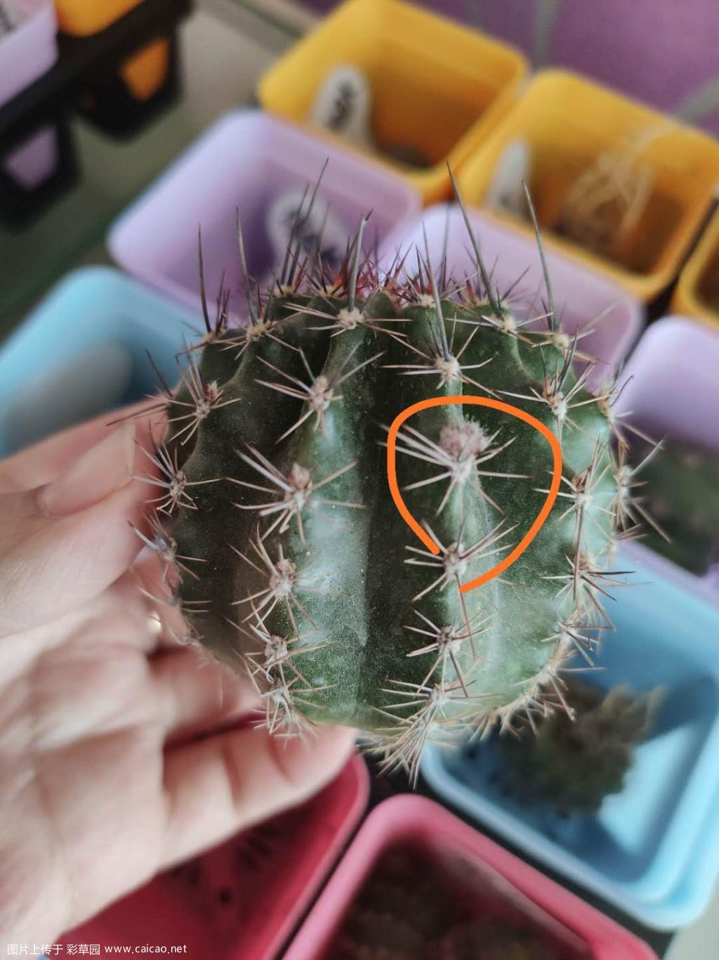 关于侧芽和花苞的区分